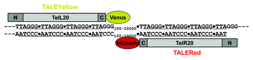 Figure 1. Design of fluorescent TALEs specific for either strand of the human telomeric DNA sequence. The repeating amino acid elements of the two illustrated fluorescent TALEs were designedCitation20 to recognize either the “L” or “R” strand of the telomere sequence. The plasmids encoding these TALEs were constructed with in-frame Venus (yellow) or mCherry (red) fluorescent proteins at the C-termini. Reproduced from reference Citation11 by permission of the Proceedings of the National Academy of Sciences.