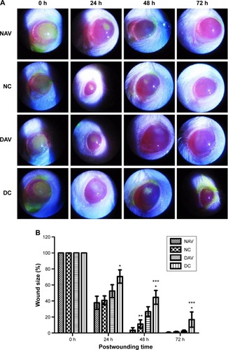 Figure 1 Corneal wound healing in normal and diabetic rats treated with AV.