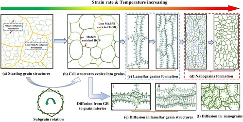 Figure 4. Schematic showing the redistribution process of the Mn and Ni elements during extreme deformation. (a) Mn and Ni are initially segregated in interdendrite and subgrains are formed; (b) with deformation going on, low angle grain boundary subgrains become high angle grain boundaries; (c) newly formed grains are deformed into laminar shape; (d) When the deformation becomes severest, large amounts of substructures are formed and transferred into equiaxed nanograins. At the same time segregated Ni and Mn diffusion along the grain boundary and create concentration gradient between the grain boundary and interior; (e) in the laminar grains, atoms diffuse into thinner grain; (f) in equiaxed DRX grain, segregated elements uniformly diffuse into nanograins.