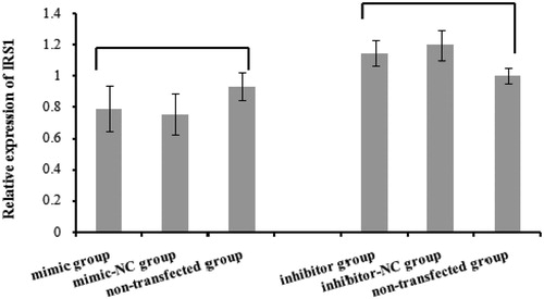 Figure 7. The effect of bta-miR-145 overexpression or inhibition on IRS1 mRNA level. No significant change for IRS1 mRNA expression appeared after bta-miR-145 mimic or inhibitor transfection (p > .05).