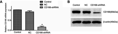 Figure 2 CD166 was downregulated in the CNE-2R cell lines. (A) The analysis of CD166 mRNA expression in respective groups was conducted by RT-qPCR. (B) Western blot analysis showing CD166 expression in different groups.  *P<0.01, the CD166-shRNA group compared with the NC group and control group.