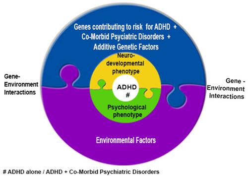 Figure 5 Diagrammatic illustration of the contributing factors to clinical phenotypic presentation of ADHD.