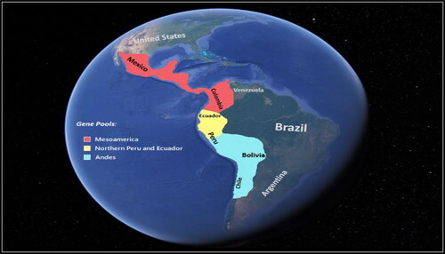 Figure 3. Representation of common bean gene pool (The figure was adapted from Google Earth (https://earth.google.com/web/) and colored by authors).