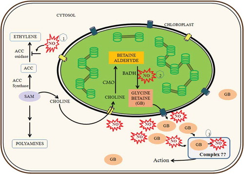 Figure 5. Probable mode of NO action on GB accumulation and GB–NO crosstalk in sunflower seedling cotyledons (ACC: 1-aminocyclopropane-1-carboxylic acid; SAM: S-adenosylmethionine).