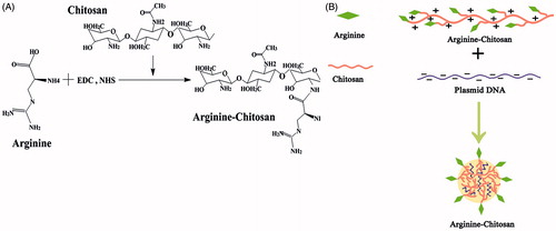 Figure 1. (A) Synthetic route of arginine-modified chitosan (Arg-CS) and illustration (B) of the nanoparticles formed by Arg-CS and plasmid DNA.