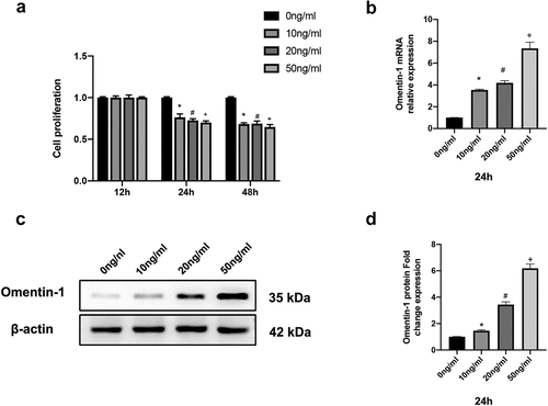 Figure 1. Omentin-1 expression was upregulated in senescent HNPCs induced by IL-1β. a. Cell viability of IL-1β-induced HNPCs was assessed by CCK8 assay (n = 3/group). b. Omentin-1 mRNA expression in HNPCs stimulated by different concentrations of IL-1β was assessed by qRT-PCR (n = 3/group). c, d. Omentin-1 protein expression in HNPCs stimulated by different concentrations of IL-1β was assessed by Western blot analysis (n = 3/group). *P < 0.05 between 0ng/ml and 10 ng/ml groups, #P < 0.05 between 0 ng/ml and 20 ng/ml groups, +P < 0.05 between 0 ng/ml and 50 ng/ml groups.