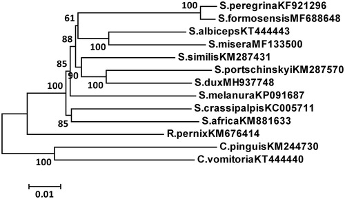 Figure 1. Phylogenetic analyse was constructed using neighbor joining (NJ) method based on 13 protein-coding genes.