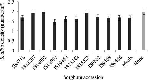 Figure 8. Interaction between sorghum presence and sorghum accession on S. alba density in winter at 65 DAS.