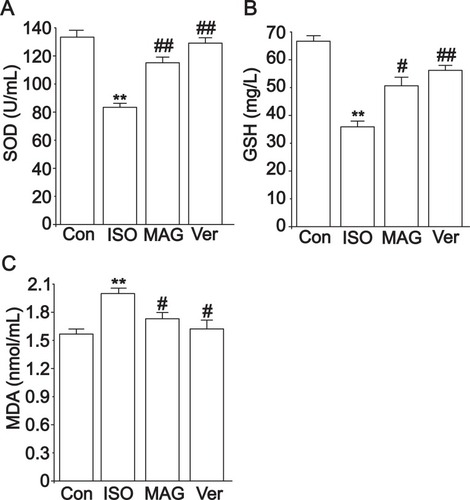 Figure 4 Actions of MAG on the activities of SOD (A), GSH (B), and MDA (C) levels in serum. The values are the mean ± standard deviation (n=10). Compared to the Con group (**p< 0.01); Compared to the ISO group (#p<0.05); Compared to the ISO group (##p<0.01).