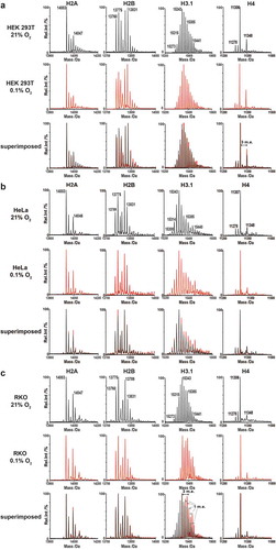 Figure 1. Deconvoluted MS profiles from LC-MS analysis of intact core histones under normoxia and hypoxia. Intact histone profiles from (a) HEK 293T, (b) HeLa and (c) RKO cells cultured for 24 hours under normoxia (21% O2) or severe hypoxia (0.1% O2). Coloured traces indicate the sample from control cells grown in normoxia (black) or cells treated under severe hypoxia for 24 hours (red)