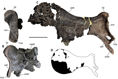 Figure 34. Comptonatus chasei gen. et sp. nov. (IWCMS 2014.80). Left and right pubes. Right pubis in A, posterior and B, lateral views, left pubis in C, lateral view. D, reconstruction of left pubis in lateral view. Abbreviations: ace, acetabular surface; ilp, iliac peduncle; iscp, ischial peduncle; nppb, neck of prepubic blade; obf, obturator foramen; popr, postpubic rod; ppb, prepubic blade. Scale bar represents 100 mm.