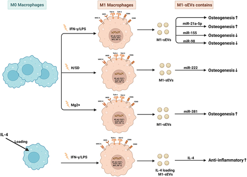 Figure 4 Published data on the biogenesis of sEVs derived from M1 macrophages in bone-related diseases.