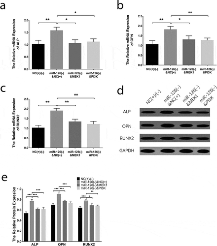 Figure 3. Effect of miR-126 on BMSCs endothelial differentiation. After transfections, the mRNA expressions of CD31 (a), eNOS (b) and VE-cadherin (c), their protein expressions (d), and gray-scale quantification of their protein expressions (e) in each group of BMSCs. Each experiment was conducted in triplicate. Comparison between two groups was determined by unpaired t-test. P value <0.05 was considered statistically significant. *P < 0.05, **P < 0.01. MiR-126, microRNA-126; BMSCs, bone marrow-derived mesenchymal stem cells; CD31, endothelial cell adhesion molecule 1; eNOS, endothelial nitric oxide synthase 3; VE-cadherin, vascular endothelial-cadherin