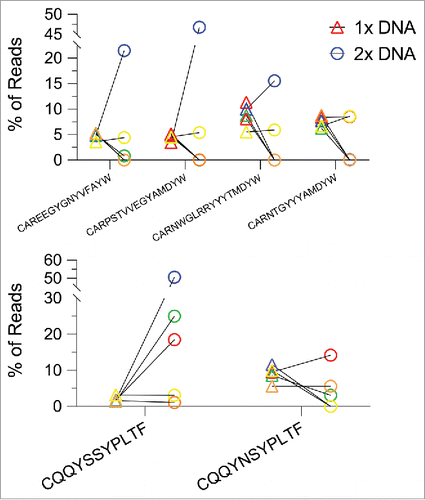 Figure 7. The relative frequency of CDR3s common to two or more mice (“public” CDR3s) after 1 or 2 gp120 DNA doses. Each color represents an individual mouse. Top: public CDRH3s for IgG-expressing B cell heavy chain. After the first immunization all public CDRH3s appeared at a very similar frequency in all 5 mice, whereas after the second DNA immunization the scatter was considerable—each individual mouse displayed different frequencies of the different public CDRH3s. Bottom: public CDRL3s for B-cells expressing kappa chain. CQQYSSYPLTF is a rare CDRL3 after the first immunization that goes on to become dominant and shared by 3 out of 5 mice.