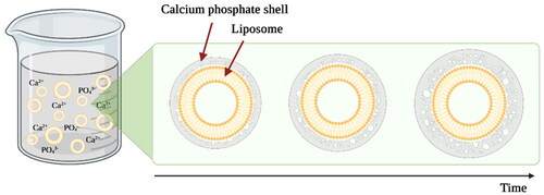 Figure 8. Schematic representation of the formation of calcium phosphate coating on the surface of liposomes. During the reaction, liposomes are dispersed in a supersaturated calcium and phosphate ions containing solution. The thickness of the layer depends on the precipitation reaction time. The image is created with BioRender.com.