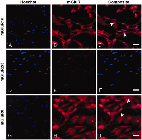 Figure 5. Characterization of mGluR expression on isolated trigeminal SGCs in culture. Immunofluorescent labeling of trigeminal SGCs using rabbit anti-mGluR1α (B), rabbit anti-mGluR2/3 (E), or rabbit anti-mGluR8 (H), showed that mGluR1α and mGluR8, but not mGluR2/3, were expressed on cultured trigeminal SGCs. Arrowheads mark examples of SGC nuclei. Magnification = 100× (A–I). Scale bars = 50 µm. mGluR, Metabotropic glutamate receptor; SGCs, satellite glial cells.