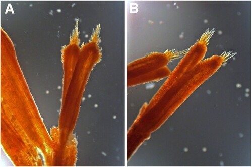 Figure 9. Haastia pulvinaris var. minor. A, Style apex tufts of perfect floret; B, Uncommon form of pistillate floret style apices with singular tuft of cells present.