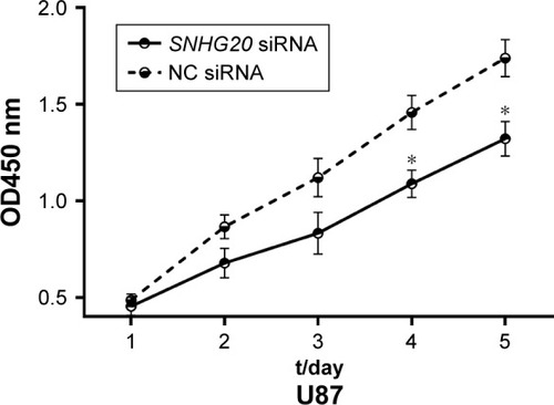 Figure 4 lncRNA SNHG20 modulates the proliferation abilities of glioma U87 cells.Notes: CCK-8 assays show that lncRNA SNHG20 suppression inhibits the proliferation of glioma U87 cells. *P<0.05 means vs the NC siRNA group.Abbreviation: CCK-8, cell counting kit-8.
