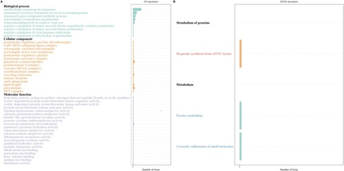 Figure 6. Gene ontology enrichment analysis (A) and KEGG pathway analysis (B) of cis-target genes of differentially expressed lncRNAs. The gene ontology (A) categories were biological process, cellular component, and molecular function.