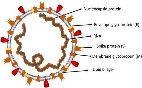 Figure 1. Structure of the COVID-19 virus (Shereen et al., Citation2020).