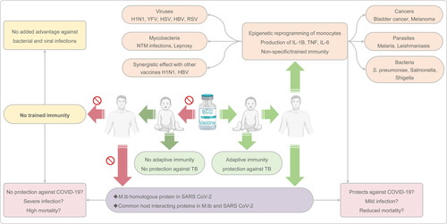 Figure 2. The childhood BCG vaccination in addition to the protection against TB though adaptive immunity has been shown to protect against different types of pathogens that include, viruses, bacteria and parasites through the nonspecific immunity. Based on the latest information, it is hypothesized that BCG also confers immunity against SARS-CoV-2 due to presence of homologous proteins in Mtb and common interacting proteins in both the pathogens.