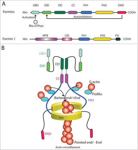Figure 2. Functional domains of members of formin family. (A) The functional domains of members of the formin family (upper panel). Formins are activated by Rho GTPase following its binding onto the GBD domain, which can also be auto-inhibited by DAD via its action onto DID domain. The functional domains of formin 1 are also shown (lower panel). (B) Two formin polypeptide chains are recruited together at their CC and DD domains, and dimerized via their FH2 domains by creating a functional formin molecule which is capable of nucleating actin microfilament at its barbed end/+ (plus) end by adding actin monomers using the G-actin/profilin complexes. This thus promotes actin polymerization, forming long stretches of actin microfilaments rapidly, necessary to create bundles of actin microfilaments at the ES. Abbreviations used: CC, coiled-coil domain; CID, catenin interacting domain; DAD, diamphanous autoregulatory domain; DD, dimerization domain; DID, diaphanous inhibitory domain; FH, formin homology; FSI, Formin Spir interaction motif; GBD, GTPase-binding domain; MTB, microtubule binding domain.