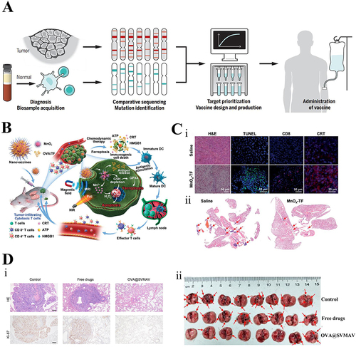 Figure 8 Nanovaccines for the prevention and treatment of respiratory tumors. (A) Customizing patient-specific cancer vaccines. From Sahin U, Türeci Ö. Personalized vaccines for cancer immunotherapy. Science. 2018;359(6382):1355–1360. doi:10.1126/science.aar7112. reprinted with permission from American Association for the Advancement of Science (AAAS).Citation140 (B) Description of a MnOx-OVA/tumor cell fragment. Reprinted with permission from Ding B, Zheng P, Jiang F, et al. MnO(x) nanospikes as nanoadjuvants and immunogenic cell death drugs with enhanced antitumor immunity and antimetastatic effect. Angewan Chem. 2020;59(38):16381–16384. doi:10.1002/anie.202005111. © 2020 Wiley-VCH Verlag GmbH & Co. KGaA, Weinheim.Citation146 (C) MnOx nanospikes against tumors. (i) H&E, TUNEL, CD8, and CRT stainings to assess treatment efficacy. (ii) H&E staining of lungs within antimetastatic investigations. The red arrows represent the metastatic nodules. Reproduced with permission from Ding B, Zheng P, Jiang F, et al. MnO(x) nanospikes as nanoadjuvants and immunogenic cell death drugs with enhanced antitumor immunity and antimetastatic effect. Angewan Chem. 2020;59(38):16381–16384. doi:10.1002/anie.202005111. © 2020 Wiley-VCH Verlag GmbH & Co. KGaA, WeinheimCitation146 (D) SVMAV decreased the pulmonary metastasis of melanoma. (i) Representative H&E staining and Ki-67 immunohistochemical staining findings of different groups of lung sections. (ii) Photograph of resected lung tissue on day 37; red arrows indicate metastases.Citation147 Reprinted fromZhang L, Huang J, Chen X, et al. Self-assembly nanovaccine containing TLR7/8 agonist and STAT3 inhibitor enhances tumor immunotherapy by augmenting tumor-specific immune response. J Immunother Cancer. 2021;9(8):e003132.Citation147
