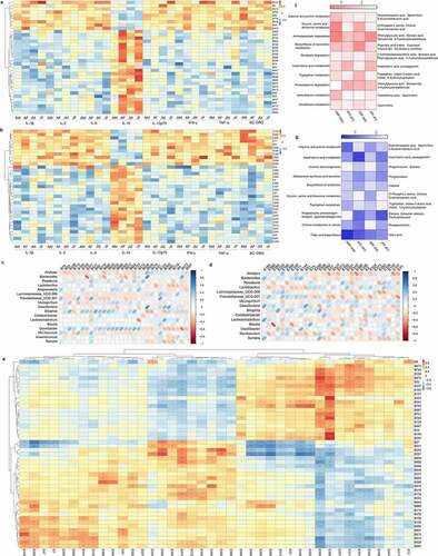 Figure 6. Analysis of the correlation between fecal and serum metabolites and other indexes. Heat map of the correlation analysis between fecal metabolites and serum immune cytokines of mice in the different age and sex groups (a). Heat map of the correlation analysis between serum metabolites and serum immune cytokines of mice in the different age and sex groups (b). Heat map of the correlation analysis between fecal metabolites and different intestinal microbiota of mice in the different age and sex groups. Blue indicates a positive correlation, red indicates a negative correlation, and blank indicates no statistical significance (p > .05) (c). Heat map of the correlation analysis between serum metabolites and intestinal microbiota of mice in the different age and sex groups (d). Heat map of the correlation analysis between fecal metabolites and serum metabolites (e). Heat map of pathways related to fecal differential metabolite enrichment of mice in different age and sex groups (f). Heat map of pathways related to serum differential metabolite enrichment in mice of the different age and sex groups (g). See Supplementary table 4 for the name of the metabolite corresponding to the metabolite ID in the figure.