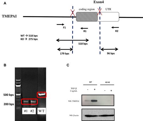 Figure 3 Knock-out TMEPAI in the TNBC cell line using the CRISPR-Cas9 system. (A) The scheme of primers designed to detect WT and KO clone. (B) Genotyping of KO cells using PCR. (C) The expression of TMEPAI in WT and KO BT549 cells, as shown by Western blot analysis after 2 ng/mL TGF-β stimulation for 8 hrs, β-actin was used as a loading control.Abbreviation: WT, wildtype; KO, knock-out (clone was shown as #1 and #2); UTR, untranslated region.