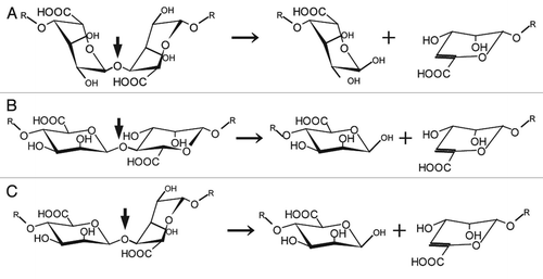 Figure 2 Structure of alginate molecules and scheme of the alginate lyase reaction. (A) Disaccharide in polyG. (B) Disaccharide in polyM. (C) Disaccharide in polyMG. Left, disaccharide in each polymer; right, products of the alginate lyase reactions. Thick and thin arrows indicate the sites cleaved by alginate lyases and progression of the enzyme reactions, respectively.