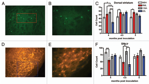 Figure 7 Quantification of parvalbumin-positive GABAergic neurons. (A) Representative image of parvalbumin staining in the dorsal striatum and (B) at magnification used to count cells. (C) Parvalbumin cell counts in the dorsal striatum. (D) Representative images of the parvalbumin staining in substantia nigra. (E) Representative image of parvalbumin staining used to count cells. (F) Parvalbumin cell counts in the substantia nigra. All statistical comparisons were done using the Kruskal-Wallis test with post-test (*p < 0.05; **p < 0.01; ***p < 0.001).