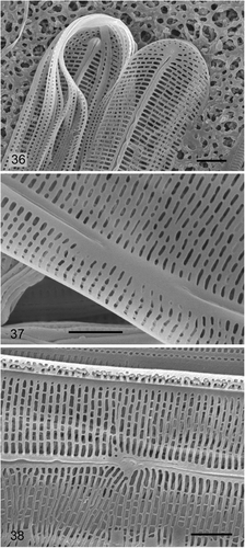 Figs 36–38. Climaconeis silvae SEM of cells cultured from Guam collection. Fig. 36. Internal and external apices and girdle bands. Figs 37. Internal central area. Fig. 38. External central area. Scale bars = 2 µm.