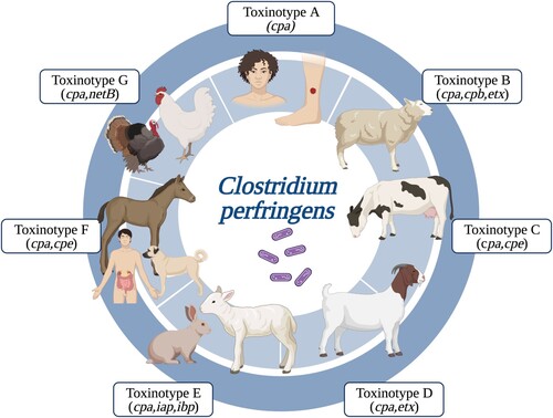 Figure 3. Schematic representation of principal hosts for each C. perfringens toxinotypes – each box representing a different toxinotype.