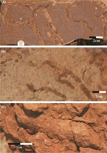 Figure 6. Occurrence characteristics of Taenidium and Scoyenia in the Upper Cretaceous of Xixia Basin. (A-a) T. serpentinum, (A-b) T. irregularis, (B) T. barrette, (C) S. gracilis.