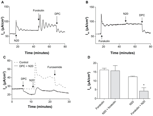 Figure 2 The effect of N20 on transepithelial anion secretion in Calu-3 cells. A) Activation of the short-circuit current by N20 10 μg/mL apical. Forskolin 10 μM both sides further increased short-circuit current in N20 pretreated cells. B) Activation of the short-circuit current by N20 was significantly reduced when cells had been prestimulated with forskolin. C) Pretreatment of cells with diphenylamine-2-carboxylate 1 mM apical reduced the effects of N20. Furosemide 1 mM basolaterally inhibited the effect of N20 on the short-circuit current. D) Statistical analysis of the effects of N20 on the short-circuit current in the presence and absence of forskolin. Note: *P < 0.05 (n = 3, one-way analysis of variance).