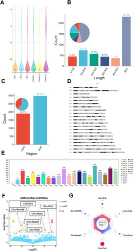 Figure 3. A General overview of the CircRNA distribution map in MMCs. (A) Violin plot showing the relative abundance of circRNAs in six sample cells. (B) The length distribution range of circRNAs in MMC cells. (C) Percentage pie charts of circRNAs in MMC cells. (D,E) Distribution sites of circRNAs in 22 chromosomes, as well as the number of circRNAs in each chromosome of MMC cells. (F) Volcano plots showing significantly differential circRNAs (|FC| > 1.5 and p < 0.05) between LPS-stimulated MMCs and normal MMCs. (G) The radar map showing the expression abundance and enrichment multiples of significantly differential circRNAs.