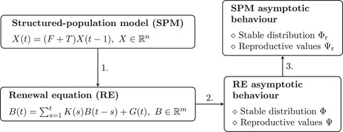 Figure 1. Deducing the asymptotic large time behaviour in (linear discrete time) structured-population models via the corresponding renewal equation for the birth rate.