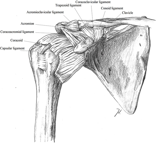 Figure 2 Anatomy of the shoulder (courtesy of shoulder and elbow expertise center).