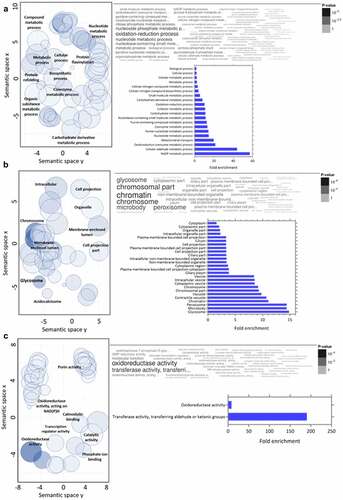 Figure 7. Gene ontology analysis combined with quantitative data for differentially expressed proteins in T. cruzi C8C3lvir cell line. Downregulated proteins in C8C3lvir associated with (a) biological processes, (b) cellular components, and (c) molecular functions. Only ontologies with q-value ≤0.05 are presented (Benjamini-Hochberg corrected). The word cloud diagram indicates terms in size and colour proportional to -log(p-value). The histogram indicates the fold enrichment of each ontology term, presenting overrepresented terms in comparison to a gene background. The bubble chart shows the geometric position of each identified ontology, illustrating the proximity between them.