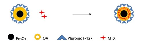Figure 1 Pattern diagram of Fe3O4@MTX MNPs synthesis process.Notes：OA was chemisorbed on the surface of the Fe3O4 MNPs, MTX dispersed into the OA shell surrounding Fe3O4 MNPs, and the Pluronic F-127 that anchored at the OA-water interface conferred aqueous dispersity to the system.Abbreviations: MNPs, magnetic nanoparticles; OA, oleic acid.