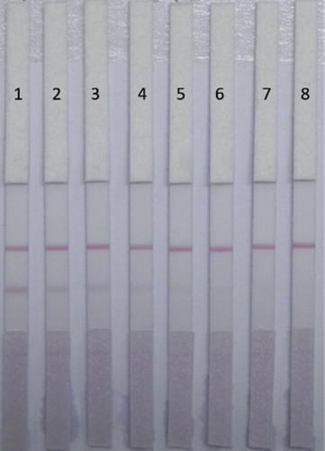 Figure 10. ACO detection by lateral-flow ICA strip in Fuzi lizhong pills samples (n = 8). Pad 1 = 0 ng/mL, Pad 2 = 50 ng/mL, Pad 3 = 100 ng/mL, Pad 4 = 150 ng/mL, Pad 5 = 200 ng/mL, Pad 6 = 250 ng/mL, Pad 7 = 300 ng/mL, and Pad 8 = 400 ng/mL.