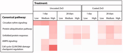 Figure 7. Canonical pathways affected by 1 or 28 days of ZnO nanoparticle exposure. Uncoated (uncoated ZnO) or triethoxycaprylylsilane-coated ZnO nanoparticles (coated ZnO) were administered by intratracheal instillation at 0.2, 0.7 or 2 µg/mouse (designated: low, medium, and high). The deeper the coloring is, the higher the effect is on the specific canonical pathway. No effects were observed at the medium dose for the coated ZnO, thus this group is not included in the figure.