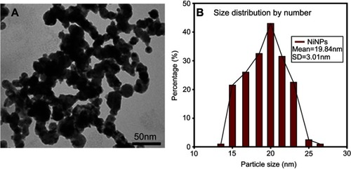 Figure 1 NiNPs shape and size: (A) the shape of NiNPs as revealed by transmission electron micrographs of NiNPs. (B) Size distribution by number using a large number of TEM photos.Abbreviations: NiNPs, nickel nanoparticles; SD, standard deviation; TEM, transmission electron microscope.