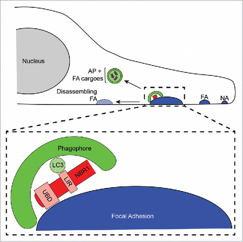 Figure 1. Selective autophagy promotes focal adhesion disassembly during cell migration. Forward, leading edge protrusions in migrating cells are stabilized by the formation of nascent adhesions (NA), which bind the extracellular matrix. NAs grow into mature, stable FAs through the addition of numerous scaffolding and signalling proteins. Subsequently, FAs must disassemble to allow the cell body to productively move forward, and NBR1-dependent selective autophagy is required for this process. NBR1 interacts with FAs via its ubiquitin binding domain (UBD), and this binding enables targeting of phagophores to FAs through interaction of the LC3 interacting region (LIR) of NBR1 with LC3 on the phagophore membrane. Autophagic targeting of FAs results in sequestration of FA proteins within autophagosomes (AP) and consequent destabilization of FAs leading to their disassembly.