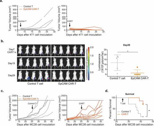 Figure 2. In vivo activity of mouse EpCAM CAR-T cells.