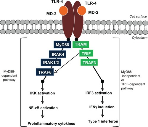 Figure 2 Schematic illustration of the TLR-4 signaling pathway.