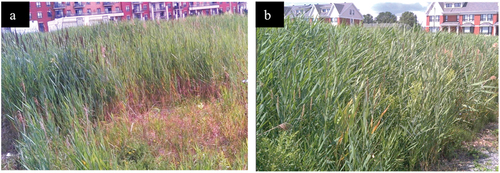 Figure 5. Examples of undetected phragmites stands. (a) Phragmites at low density and (b) a phragmite stand before the flowering stage (field photography from July 30, 2020).