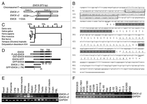 Figure 1. Identification, sequence analysis and expression profile of EMC6. (A) Schematic of gene and cDNA structures of EMC6. There are two validated transcript variants of EMC6, and EMC v2 was cloned by RT-PCR. The boxes show the exons of these two variants with their relative sizes and positions in the EMC6 gene. (B) Nucleotide sequence and predicted amino acid sequences of human EMC6. The sequence eliminated in EMC6-v2 is boxed. The start and stop codons are underlined. Sequences of the two peptides used for generating the polyclonal antibody against EMC6 are highlighted in gray. The putative TM domains are indicated with dashed lines. (C) Phylogenetic analysis of EMC6. (D) Schematic representation of EMC6 and constructs used in this study. (E) EMC6 mRNA expression was analyzed by RT-PCR in human normal tissues and cell lines (F). GAPDH expression was amplified as an internal control.