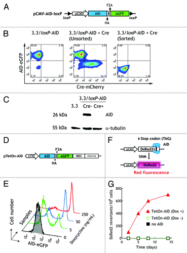 Figure 3. Controllable expression of AID. (A) Schematic representation of the pCMV-AID-loxP vector. A CMV immediate early promoter is followed by the mouse activation-induced cytidine deaminase (AID) gene, a HA epitope-tag, a furin/2A peptide (F2A) bicistronic expression linker and an eGFP reporter gene. The AID cassette is flanked by two loxP motifs for Cre recombinase-mediated gene excision. (B) eGFP (y-axis) and mCherry fluorescence (x-axis) in 3.3 hybridoma cells that stably express pCMV-AID-loxP (3.3/loxP-AID cells, left panel) and after transient transfection with a pLM-mCherry-P2A-Cre plasmid by DNA electroporation (middle panel) and subsequent fluorescence-activated cell sorting of eGFP-negative cells (right panel). (C) Cell lysates prepared from 3.3, 3.3/loxP-AID or Cre-treated 3.3/loxP-AID cells (sorted) were immunoblotted for the HA epitope tag on AID or tubulin as a cell loading control. (D) The autoregulatory pTetOn-AID plasmid is composed of the tetracycline response elements (TRE) promoter, an AID gene, an HA epitope, the furin/2A peptide (F2A) bicistronic expression linker, an eGFP reporter gene, an IRES element and the rtTA-V14 transactivator. (E) Flow cytometry histograms of the eGFP reporter in 3T3/TetOn-AID fibroblasts induced with the indicated doxycycline concentrations for 48 h. (F) DsRed2s contains a premature stop codon at nucleotide position 519 within a hotspot motif of AID. (G) 3T3 (■) or 3T3/TetOn-AID fibroblasts transduced with pDsRed2s were cultured in the presence (▲) or absence (○) of doxycycline and analyzed for expression of DsRed2 by FACS. The fraction of cells expressing red fluorescence (indicating mutation of the stop codon) vs. time is shown.