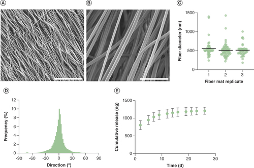 Figure 3. Characterization of aligned tacrolimus-loaded fibers. Scanning electron microscope images of aligned tacrolimus-loaded poly-ε-caprolactone fibers, scale bar = 50 μm (A) and 5 μm (B). (C) Fiber diameter of three separate mats, line = mean. (D) Directionality histogram of alignment. (E) Cumulative release of tacrolimus from nanofibers, mean of n = 3 ± SD.